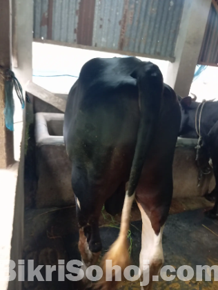 ১ টা কুরবানীর গরু আছে বিক্রয় এর জন্য